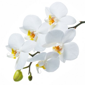Стол обеденный Танго белый/Орхидея в Подгорном - podgornyj.mebel54.com | фото